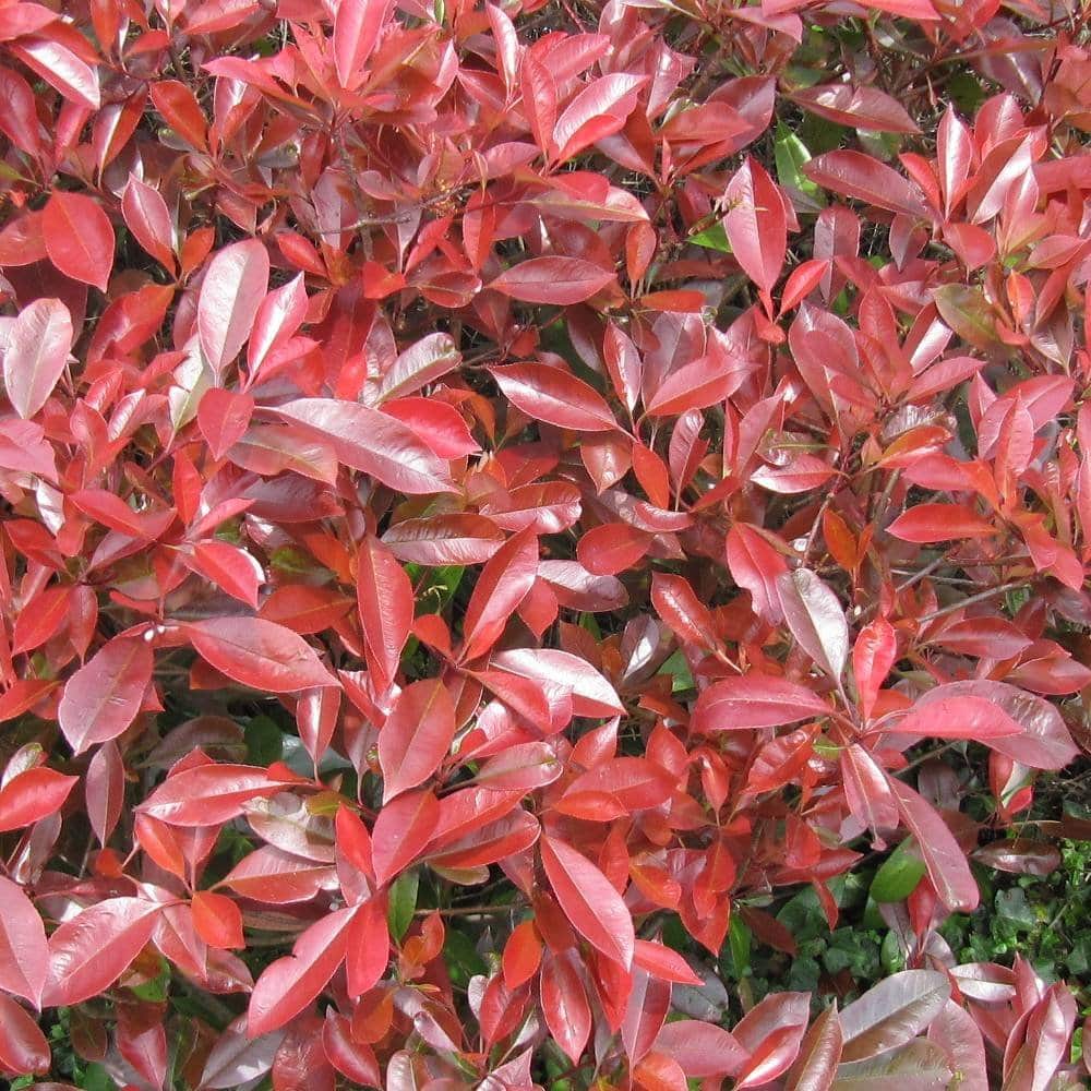 PHOTINIA x fraseri ‘Little Red Robin’ / Photinia nain - Photo 3