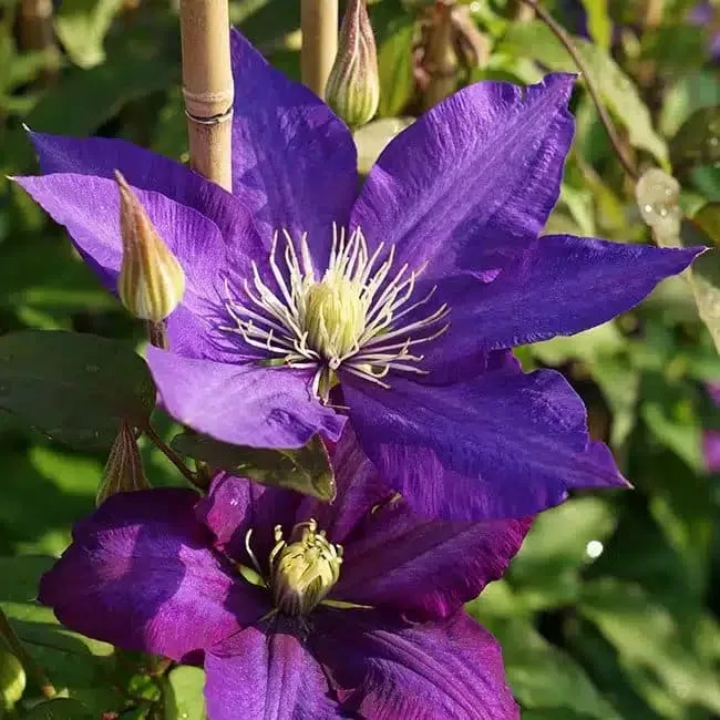 CLEMATIS 'Daniel Deronda' - Clématite 'Daniel Deronda'
