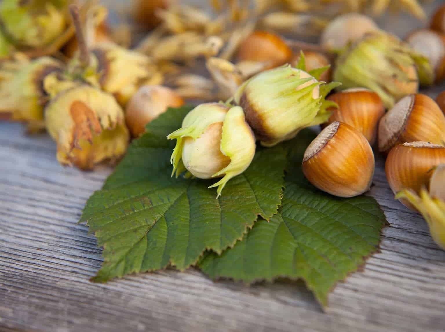 CORYLUS avellana 'Prize cob' / Noisetier 'Webb's Prize Cobb' - Photo 1