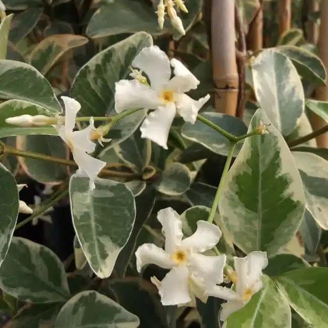 Jasmin étoilé 'Variegatum' - trachelospermum jasminoides - Photo 1