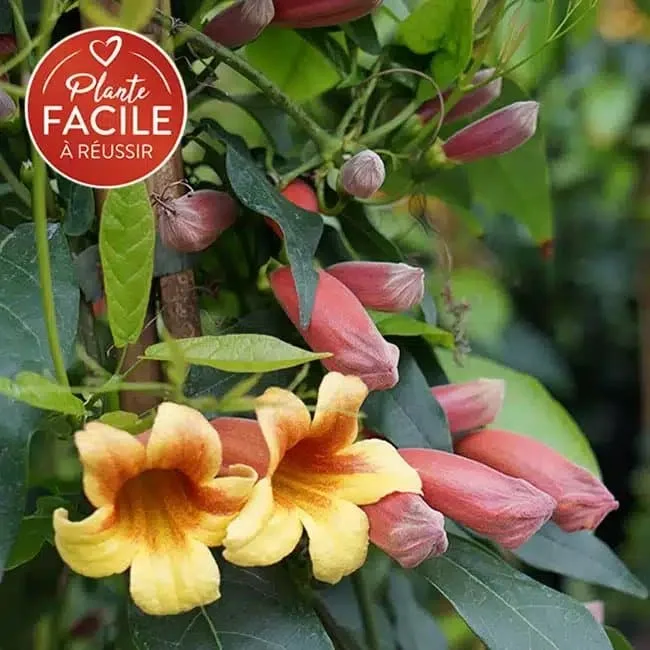 BIGNONE Capreolata - bignone à vrilles