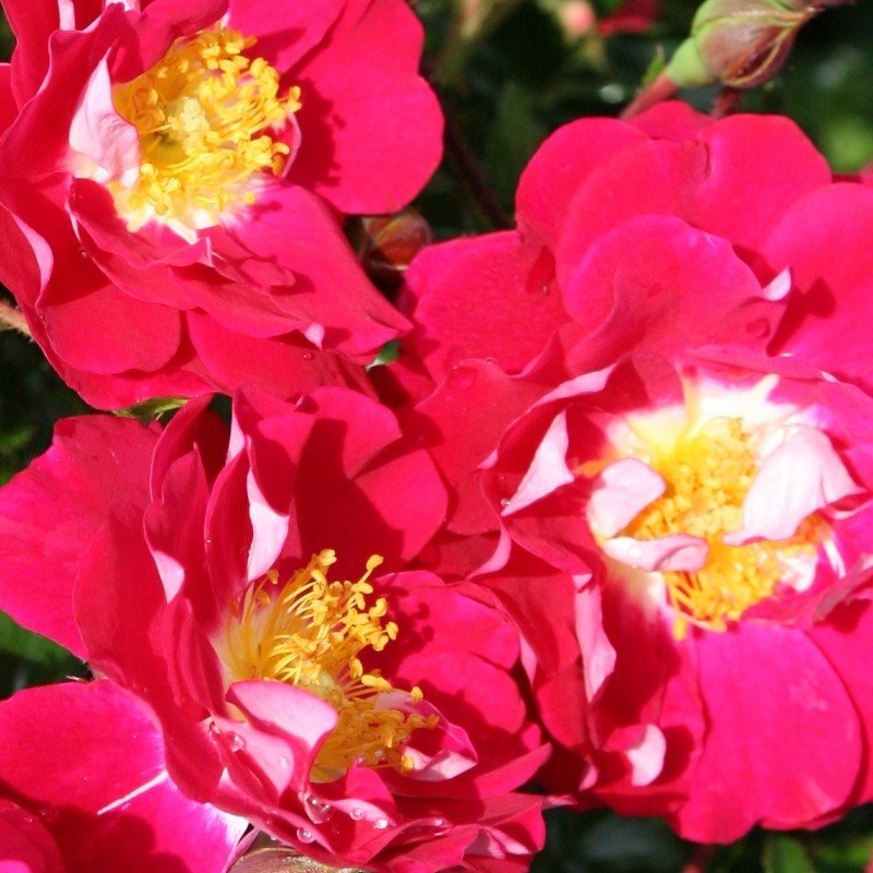 ROSIER couvre-sol 'Bout chou' / Rosier couvre sol 'Bout chou' à fleurs groupées - Photo 1