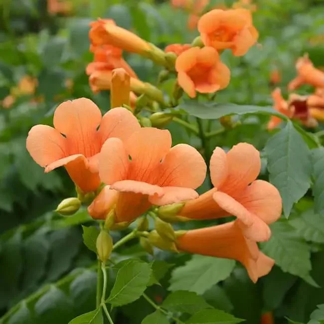 BIGNONE 'Indian Summer® 'Kudian' - campsis tagliabuana