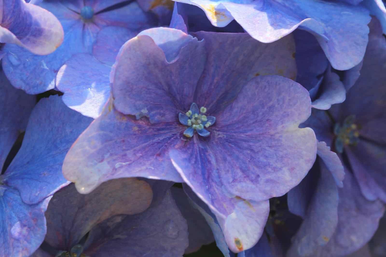 HYDRANGEA macrophylla 'Bodensee'/ Hortensia 'Bodensee' - Photo 2