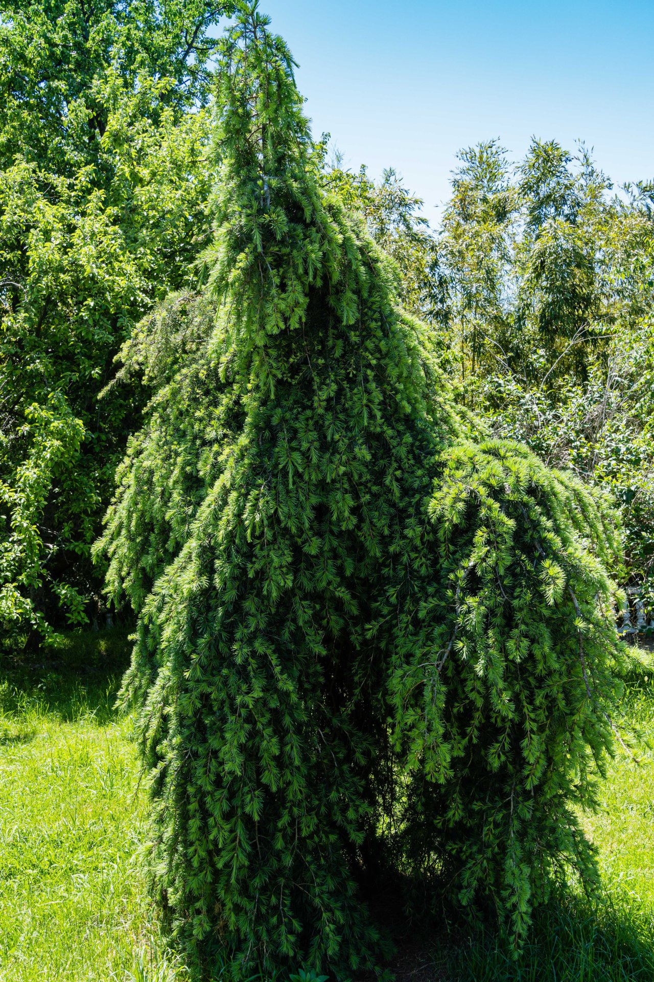 CEDRUS deodara ‘Pendula’ / Cèdre de l'Himalaya pleureur - Photo 1