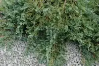 JUNIPERUS horizontalis ‘Wiltonii’  / Genévrier horizontal 'Wiltonii' - Photo 2