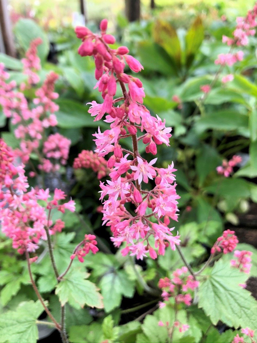 HEUCHERELLA 'PINK REVOLUTION' / Heuchérelle - Photo 1