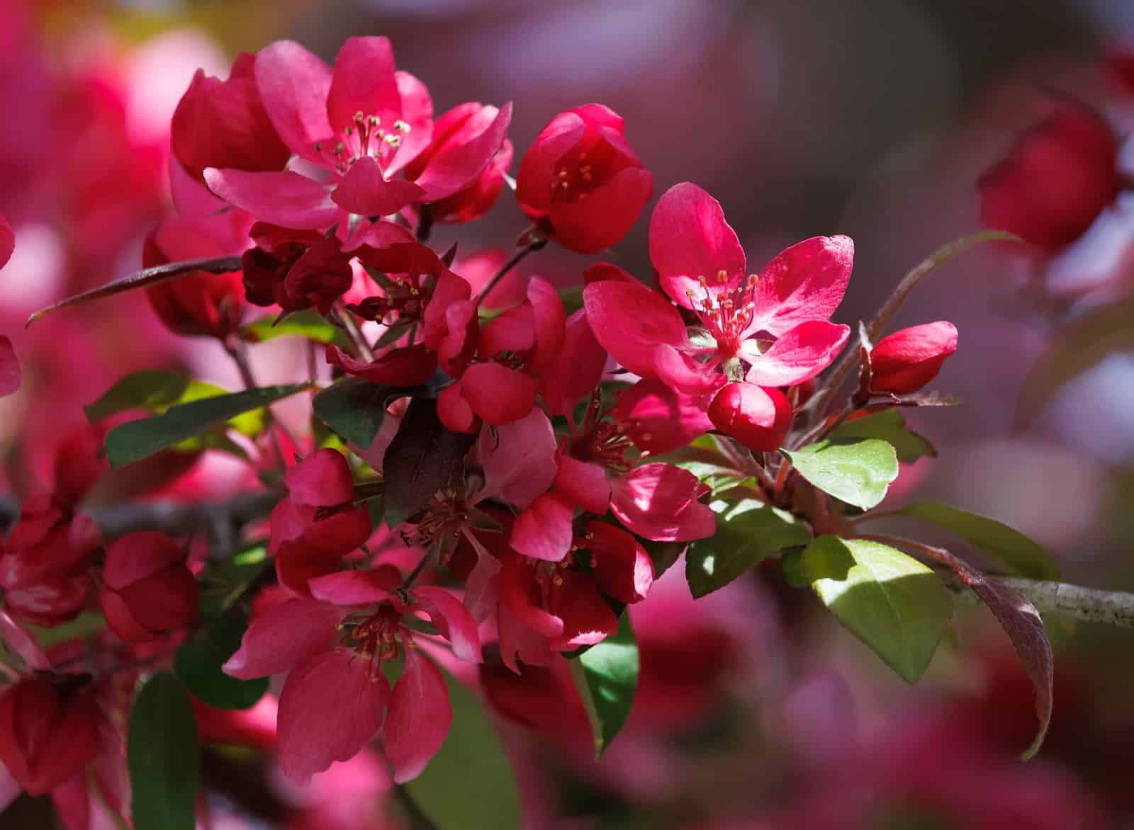 MALUS x moerlandsii 'Profusion' / Pommier d'ornement - Photo 2
