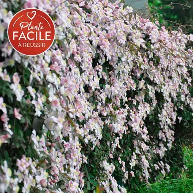 Clématite 'Mayleen' - clematis montana - Photo 1