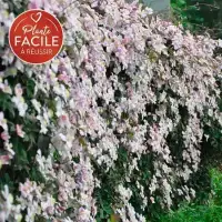 Clématite 'Mayleen' - clematis montana - Photo 1