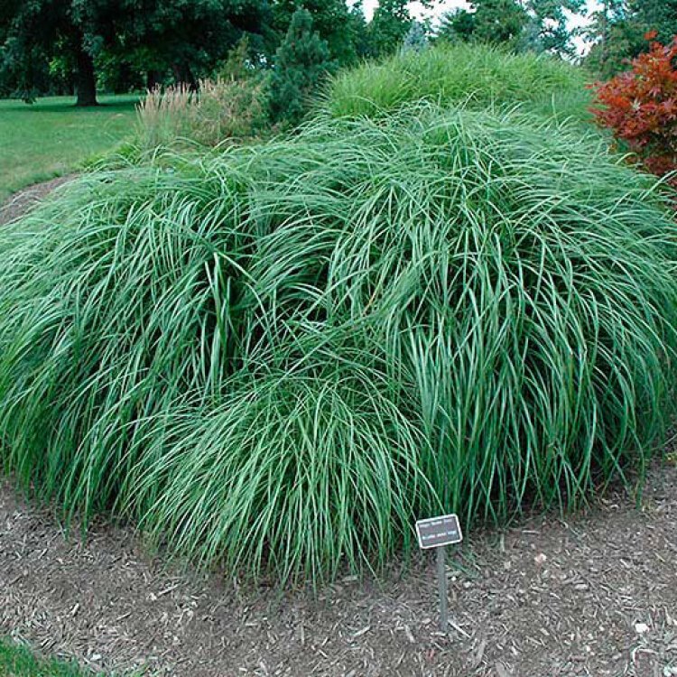 MISCANTHUS SIN. 'ADAGIO' / Roseau de Chine - Photo 2