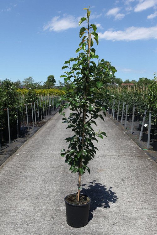 200/250 Touffe Motte