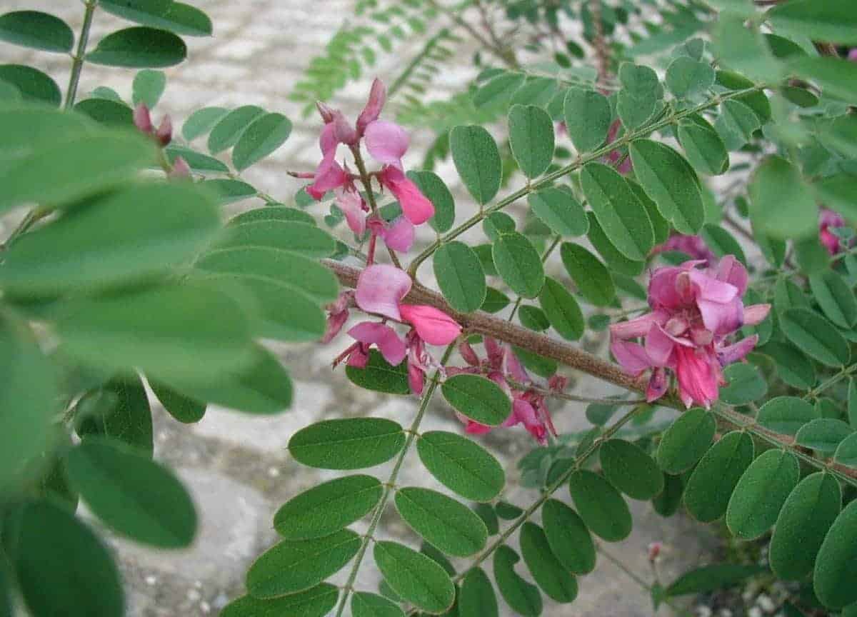 INDIGOFERA heterantha ‘Gerardiana’ / Indigotier heterantha - Photo 1