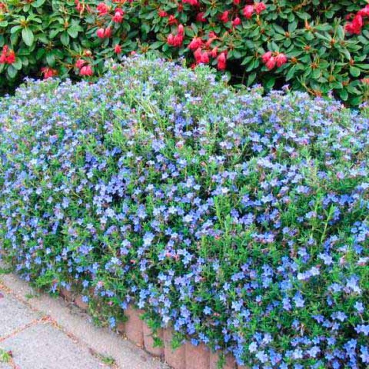LITHODORA diffusa 'HEAVENLY BLUE' / Grémil 'Heavenly Blue' - Photo 3