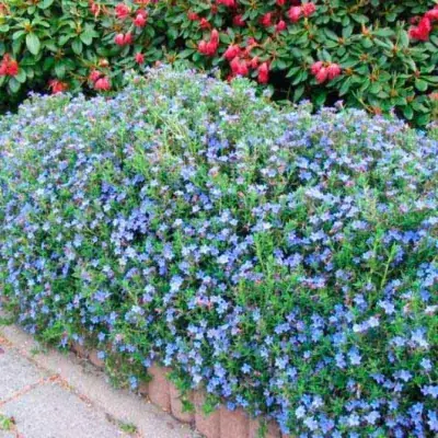 LITHODORA diffusa 'HEAVENLY BLUE' / Grémil 'Heavenly Blue' - Photo 3