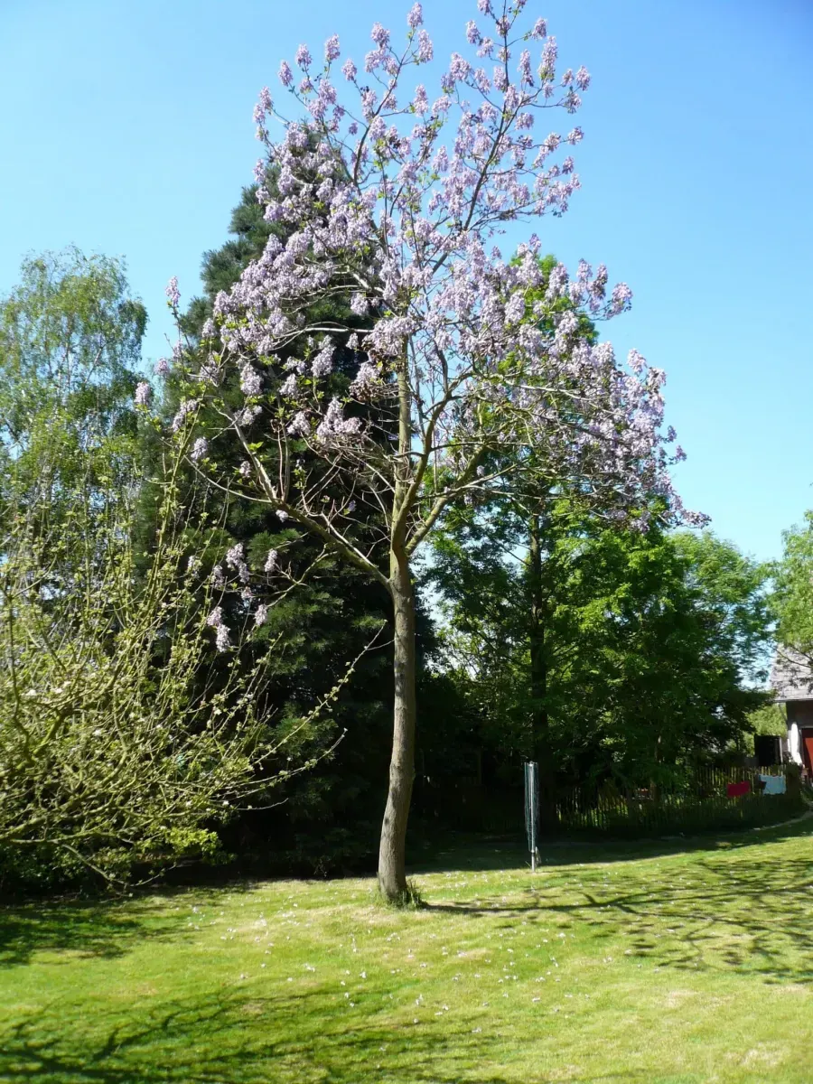 PAULOWNIA tomentosa / Arbre impérial - Photo 1