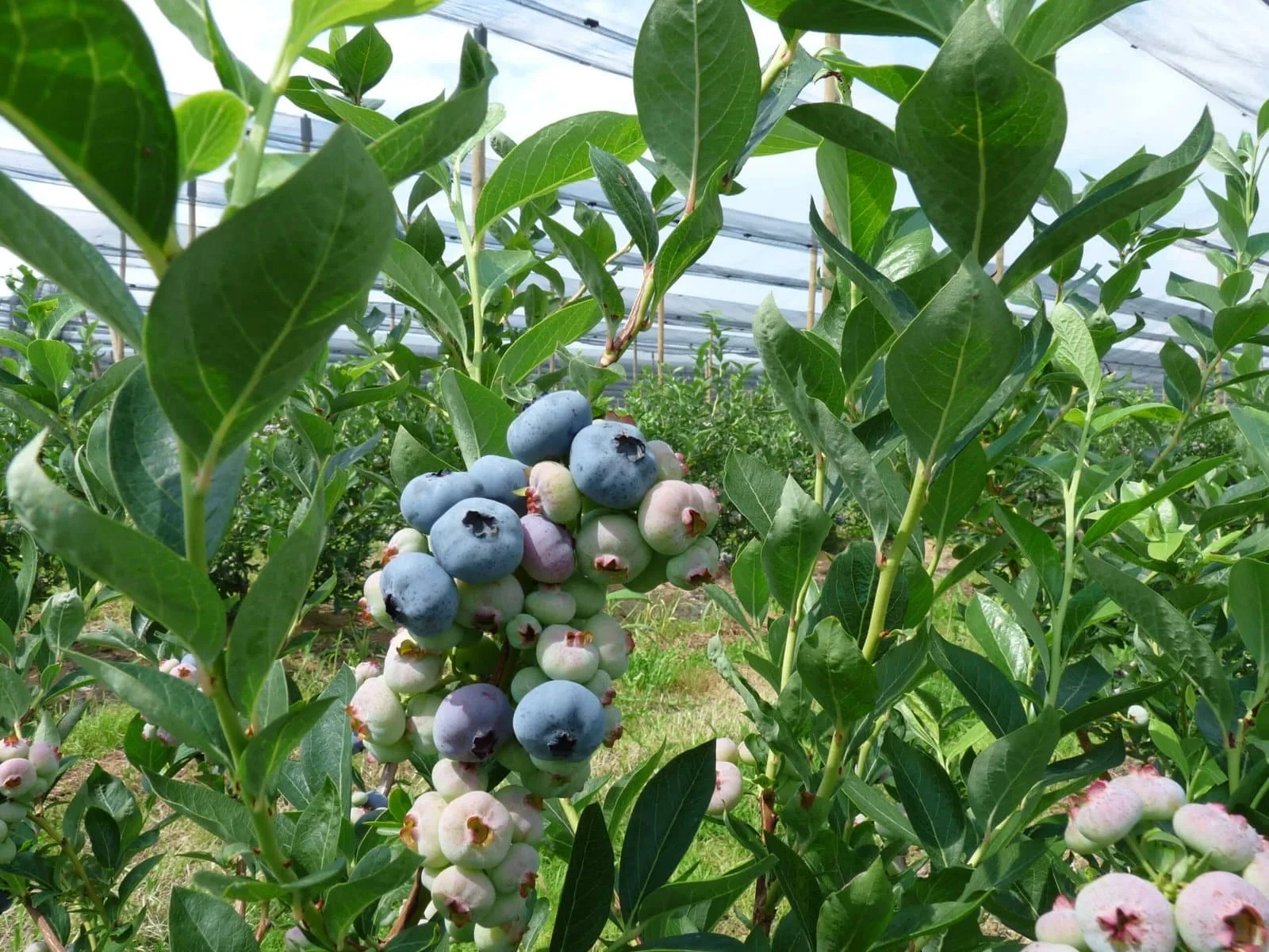 Vaccimun corymbosum / Myrtille d'Amérique