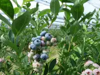 Vaccimun corymbosum / Myrtille d'Amérique - Photo 1