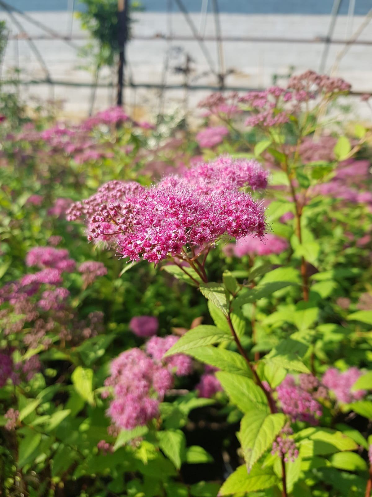 Spiraea japonica Froebelii / Spirée du Japon - Photo 1