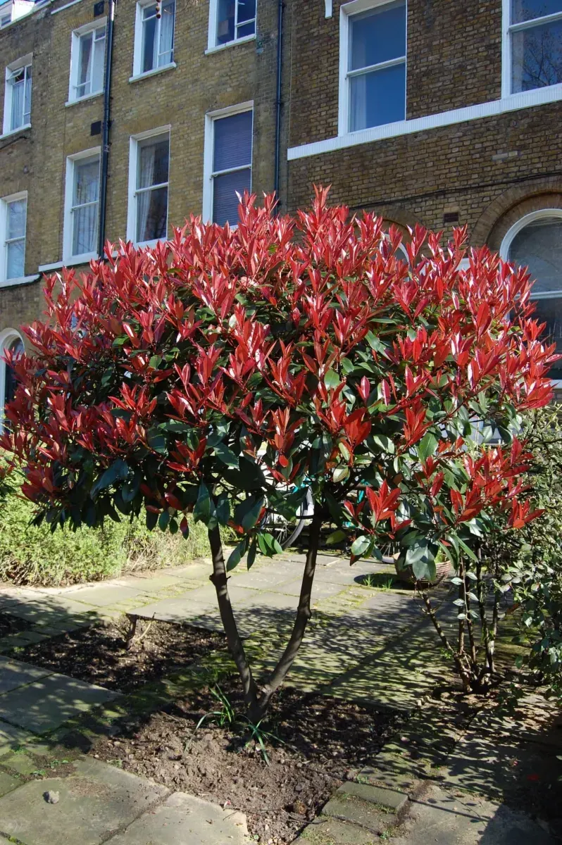 PHOTINIA x fraseri ‘Red Robin’ / Photinia - Photo 2
