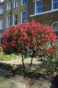 PHOTINIA x fraseri ‘Red Robin’ / Photinia 'Red Robin' - Photo 2