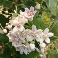 Wattakaka sinensis - Dregea sinensis - Photo 2