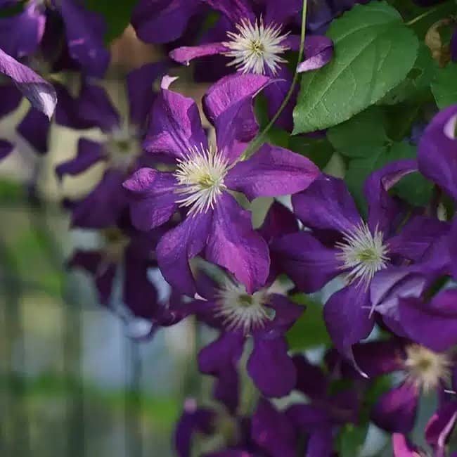 Clématite 'Vostok' - clematis - Photo 1