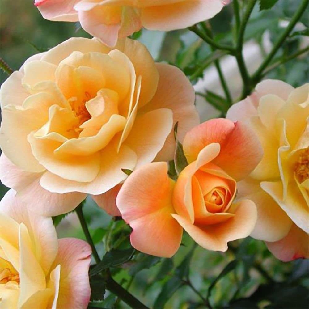 ROSIER décorosier 'Calizia' (orange saumoné) - Photo 1