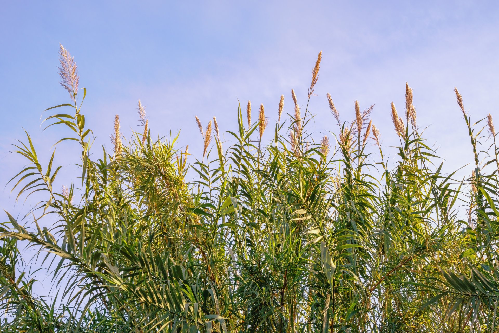 ARUNDO donax / Canne de Provence - Photo 1