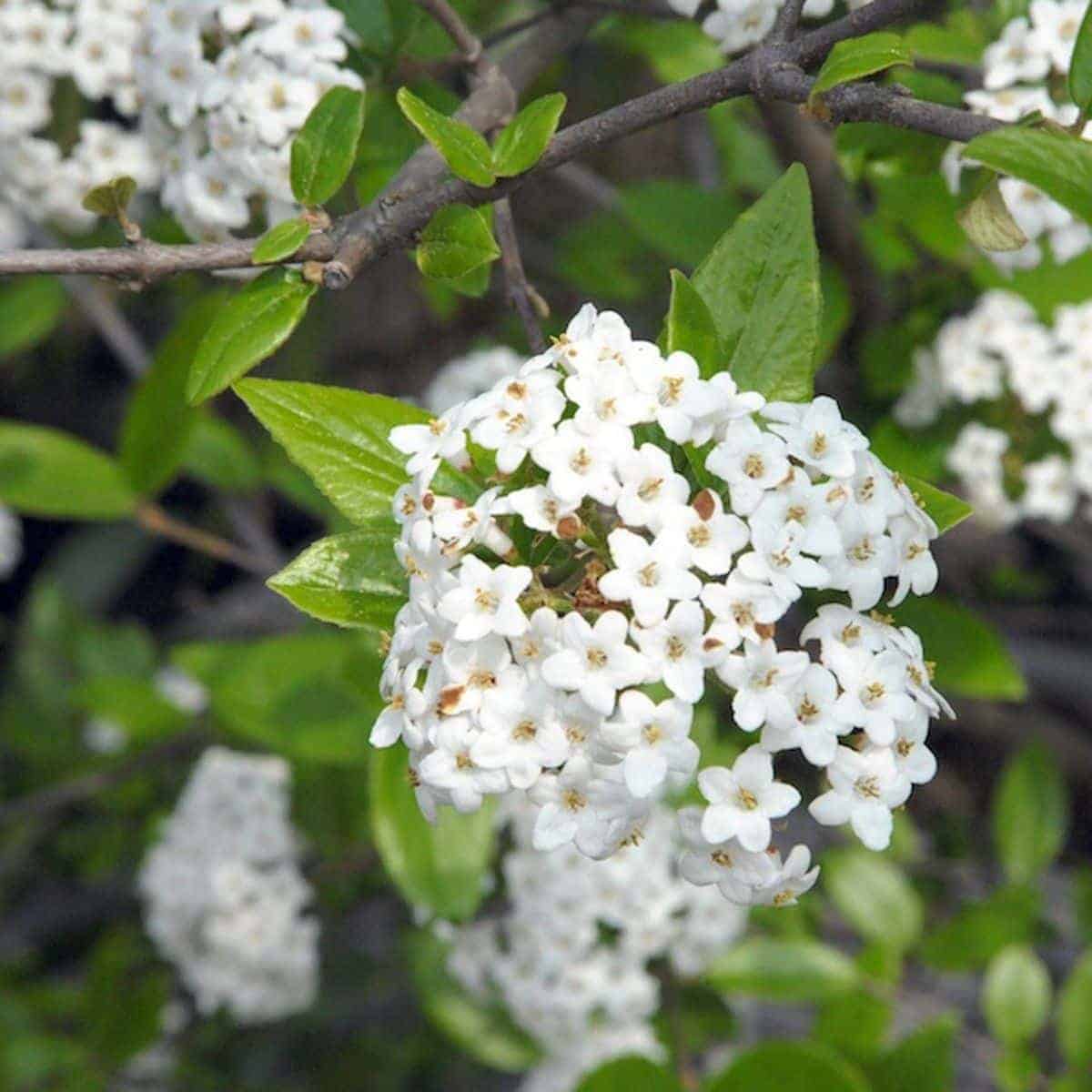 VIBURNUM x burkwoodii / Viorne du Burkwood - Photo 1