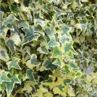 Lierre commun 'Goldchild' - hedera helix - Photo 2