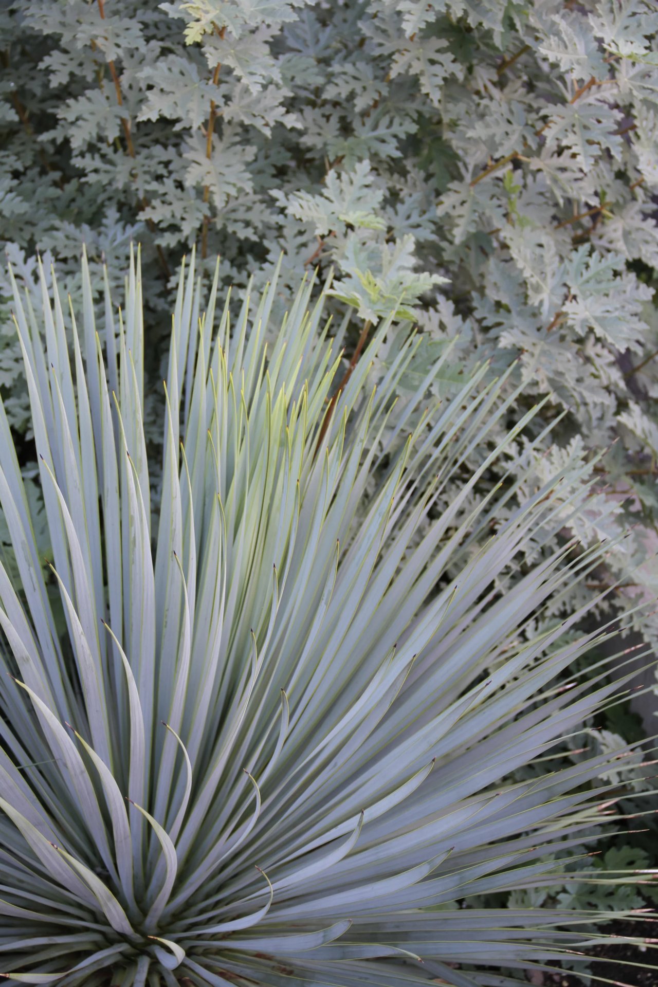 YUCCA ROSTRATA 'SAPPHIRE SKIES' / Yucca bleu du Mexique - Photo 1