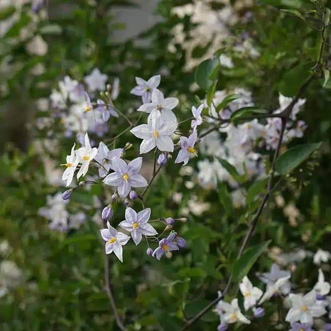 Morelle faux jasmin - solanum jasminoïdes - Photo 3