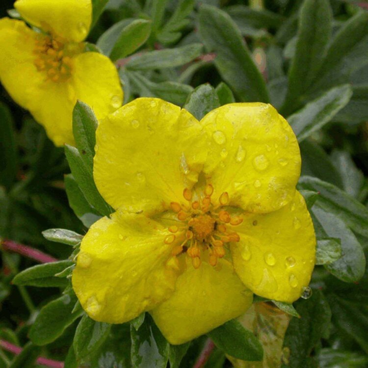 Potentilla fruticosa jaune / Potentille jaune  - Photo 1