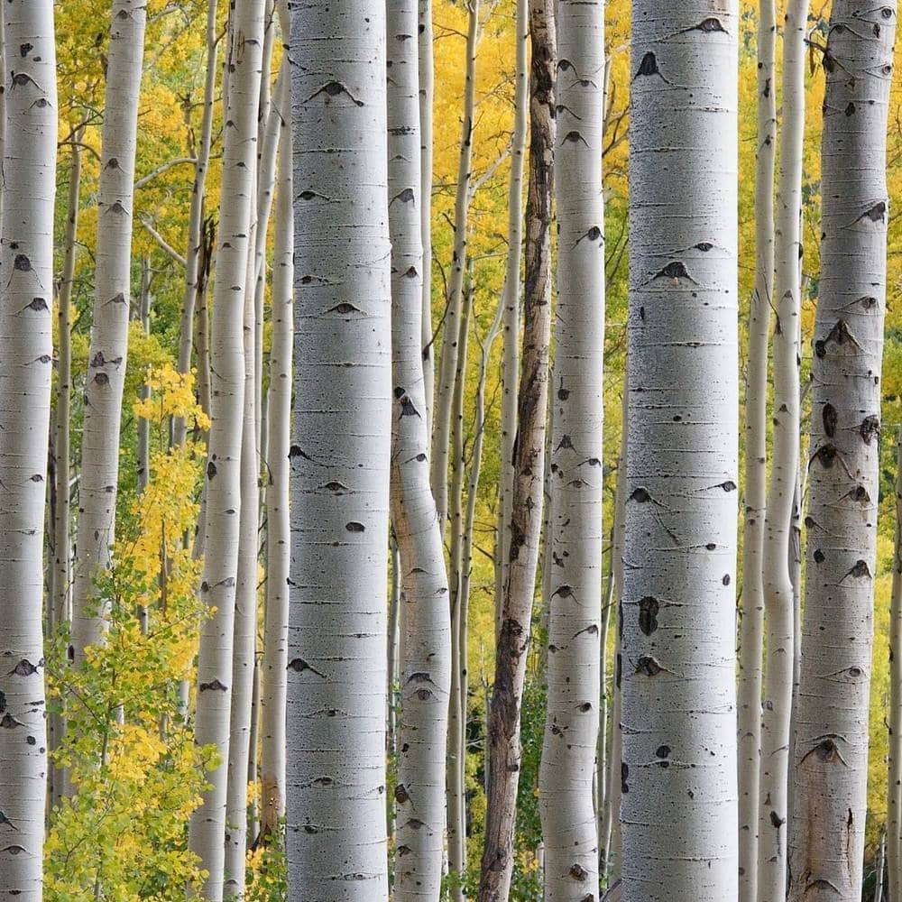 BETULA utilis ‘Doorenbos’ / Bouleau de l'Himalaya - Photo 3