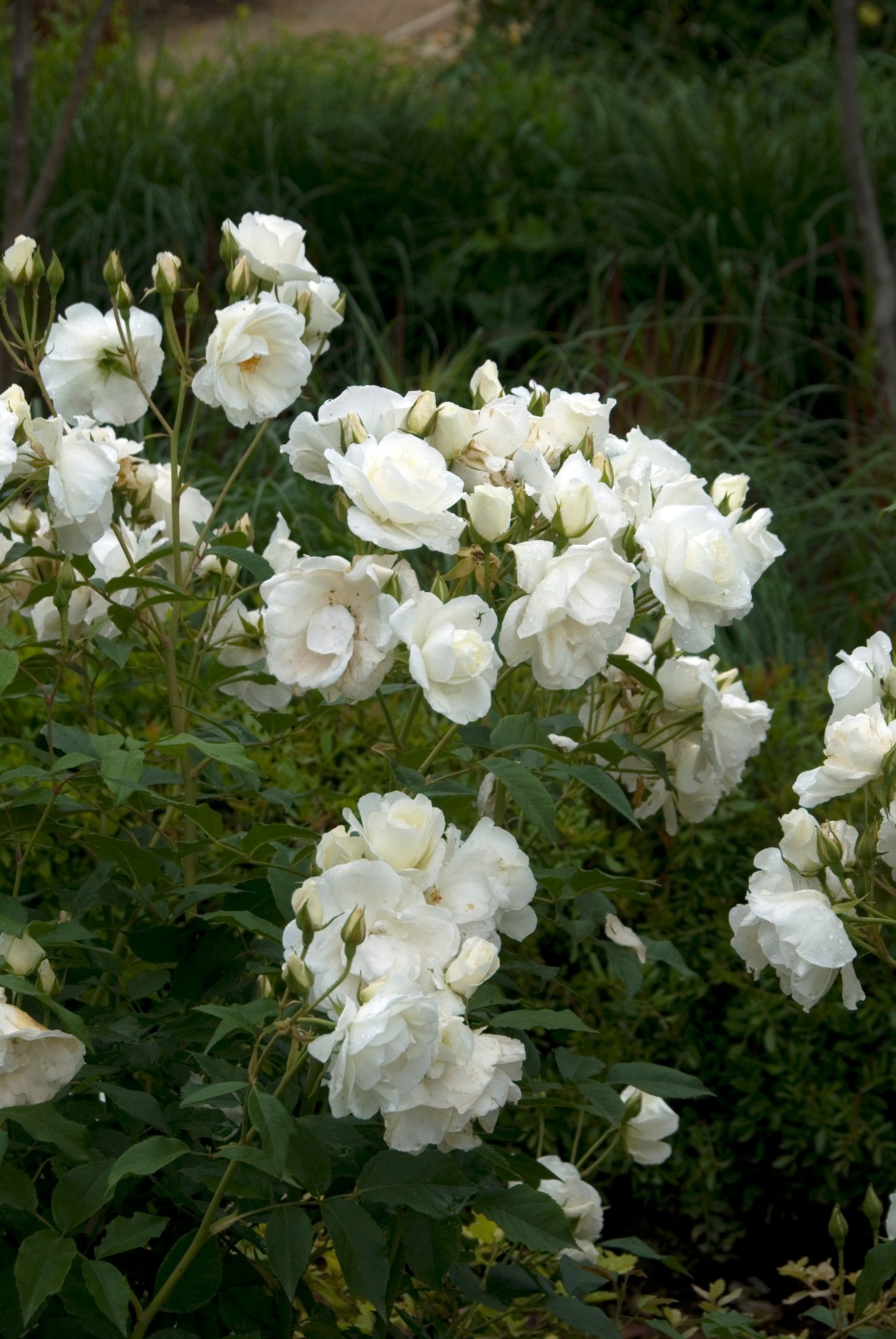 ROSIER buisson 'Fée des Neiges' / Rosier buisson 'Fée des neiges' à fleurs groupées - Photo 1