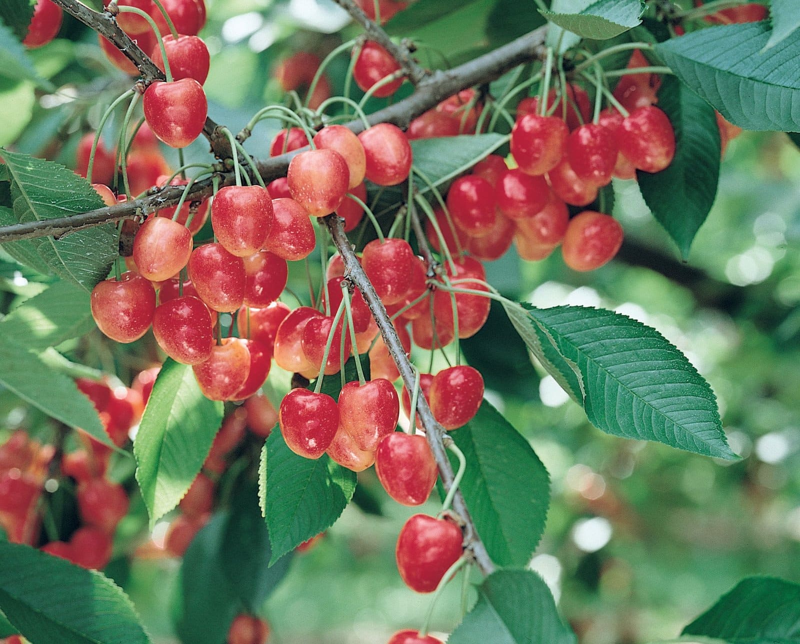 Prunus avium 'Napoléon' / Cerisier Napoléon - Photo 2