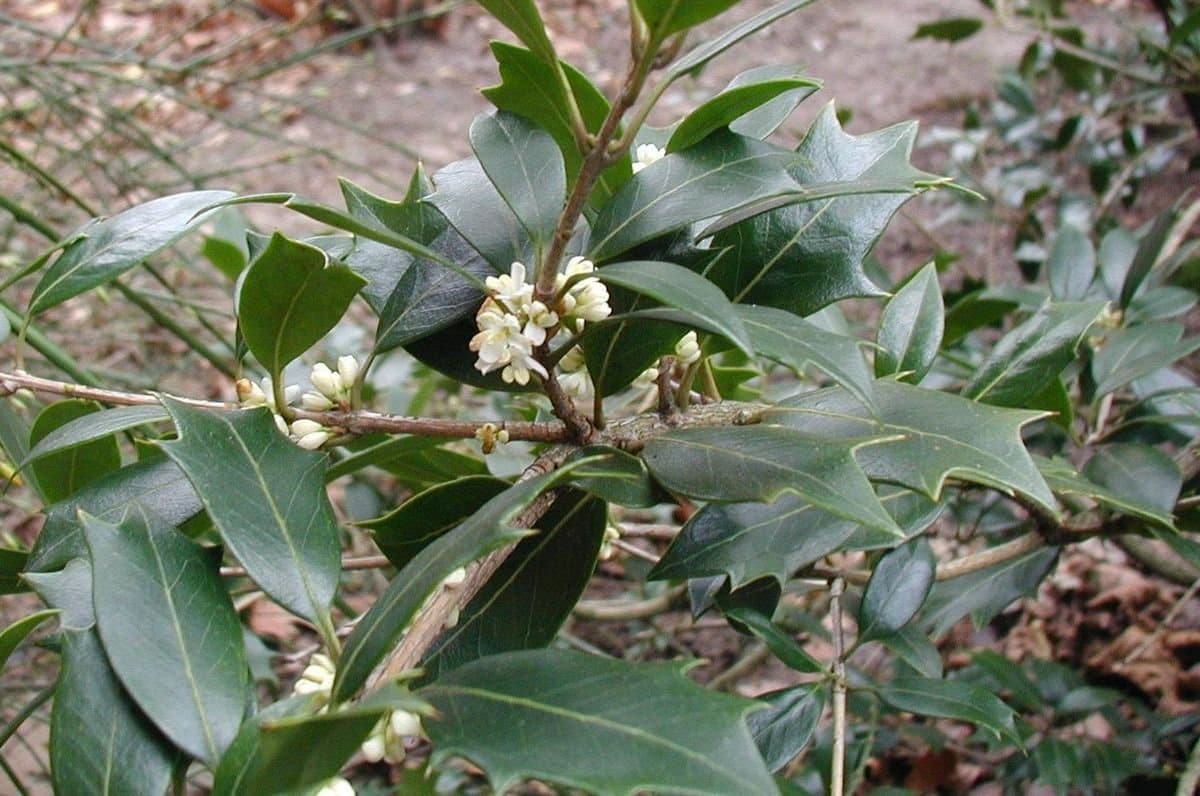 OSMANTHUS heterophyllus / Osmanthe - Photo 1