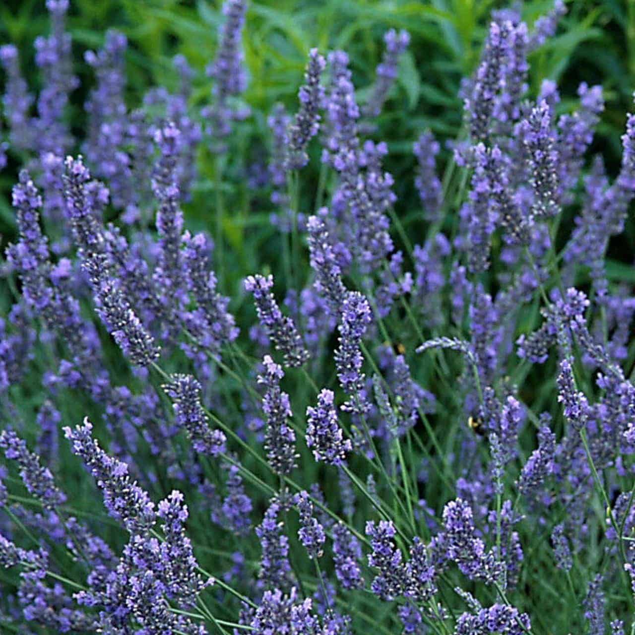 LAVANDULA angustifolia ‘Grosso’ / Lavande - Photo 1