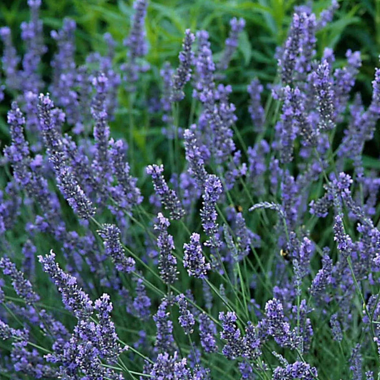LAVANDULA angustifolia ‘Grosso’ / Lavande