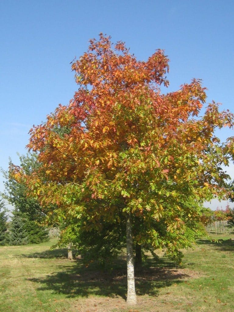 QUERCUS rubra / Chêne rouge d'Amérique - Photo 1