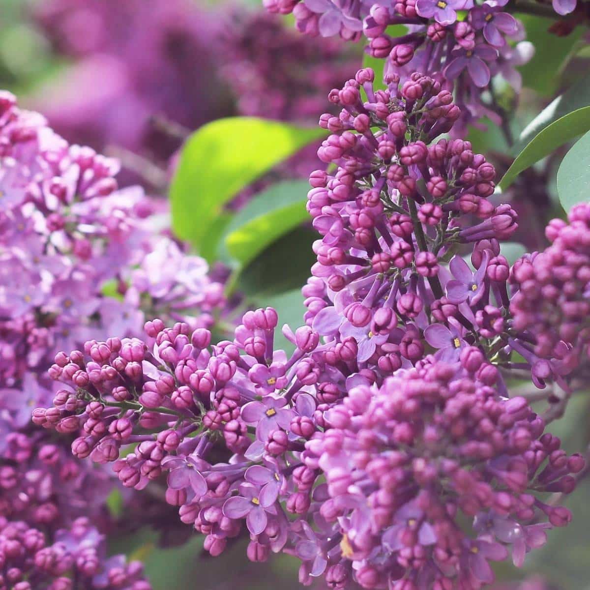 SYRINGA vulgaris ‘Katherine Havemeyer’ / Lilas commun 'Katherine Havemeyer' - Photo 2