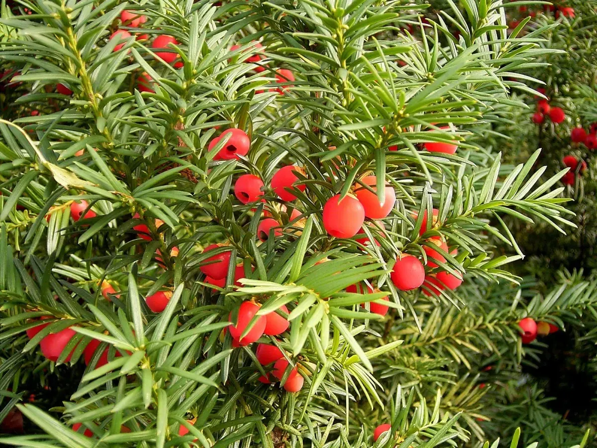TAXUS baccata / If commun - Photo 1