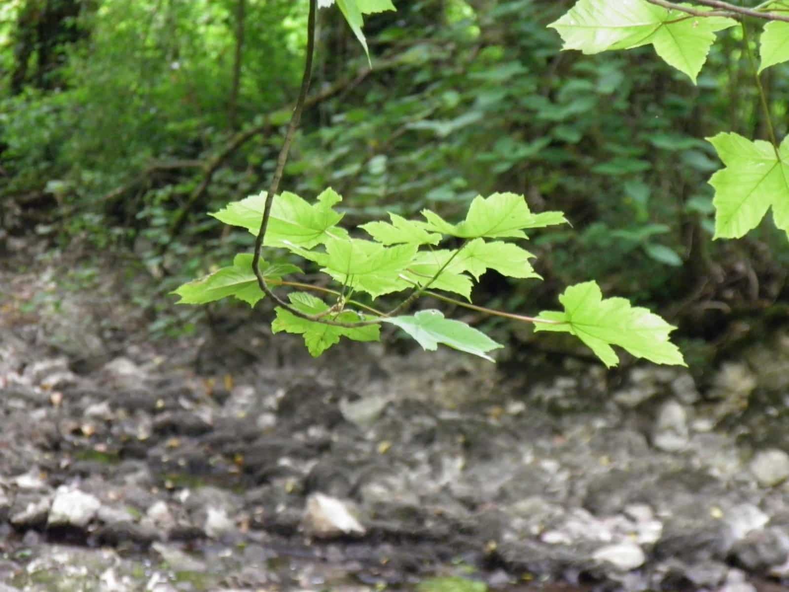 ACER pseudoplatanus  / Érable sycomore - Photo 2