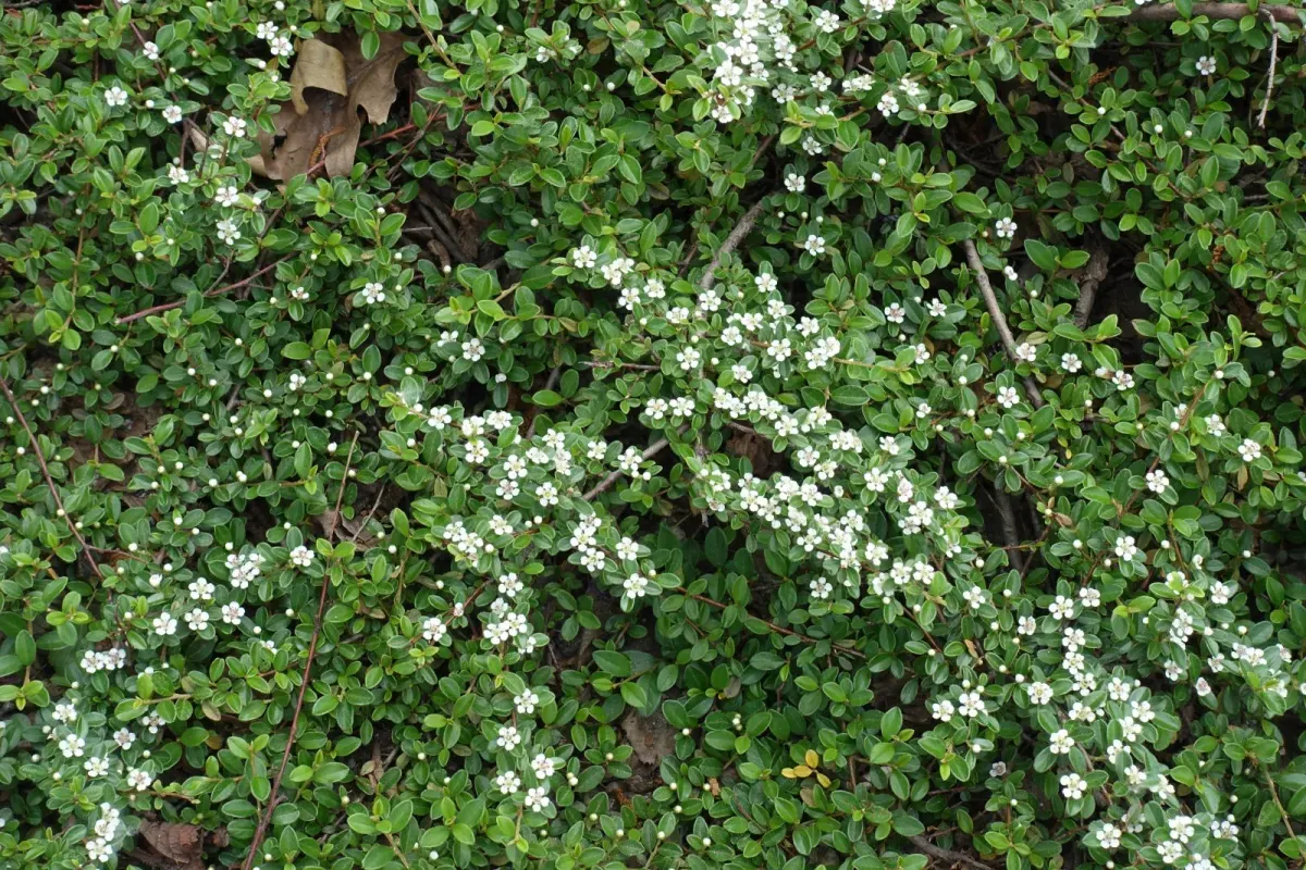 COTONEASTER horizontalis / Cotoneaster horizontal - Photo 4