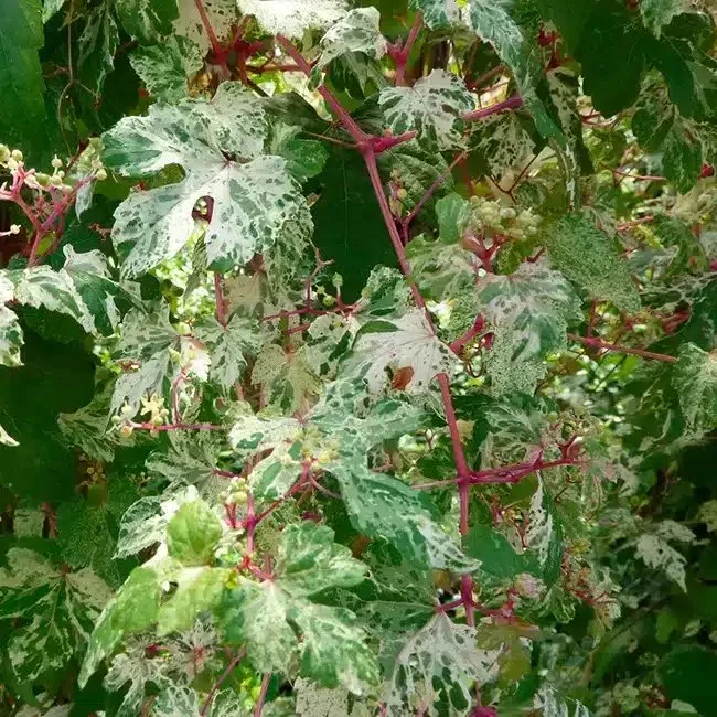 Vigne vierge 'Elegans' - ampelopsis