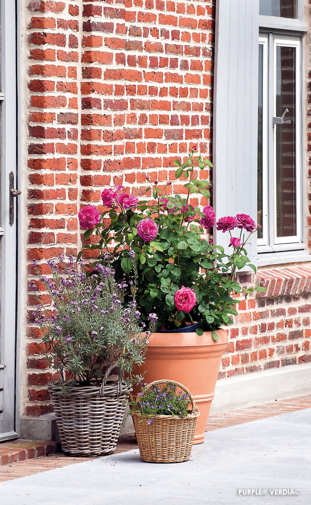 ROSIER buisson 'Purple voluptia' - Photo 4