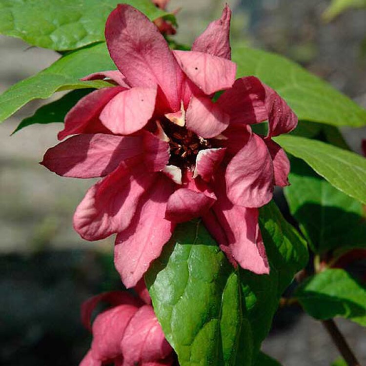 CALYCANTHUS raulstonii Hartlage Wine / Arbre aux anémones rouge pourpre - Photo 1