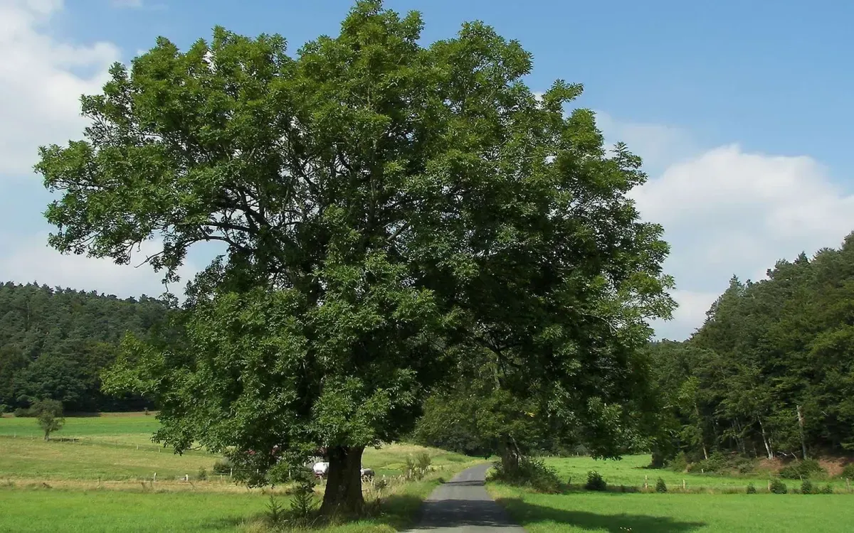 FRAXINUS excelsior / Frêne commun - Photo 1