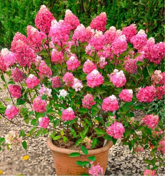 HYDRANGEA paniculata ‘Framboisine’ / Hortensia paniculé 'Framboisine'® - Photo 3